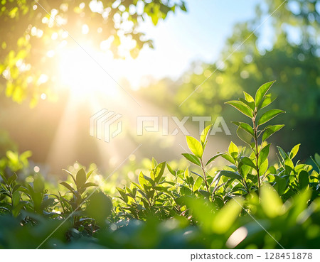 早晨的陽光照亮的葉子 128451878