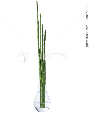 Horsetail Reed (Equisetum hyemale) Tall, slender, bamboo-like stalks in a minimalist glass vase with water or a narrow ceramic pot, 128451988