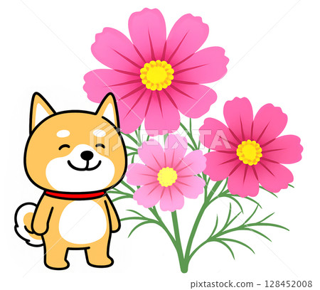 粉紅色波斯菊和微笑的柴犬 粉紅色波斯菊和微笑的柴犬 128452008