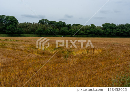 Fixed-point photography of wheat field growth 8-2, 2025.5.29 fully ripe 128452023