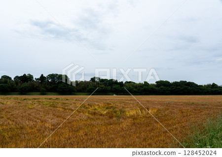 Fixed-point photography of wheat field growth 8-3, 2025.5.29 fully ripe 128452024