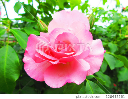 伊那町設立紀念公園玫瑰節(粉紅玫瑰) 伊那町設立紀念公園玫瑰節(粉紅玫瑰) 128452261