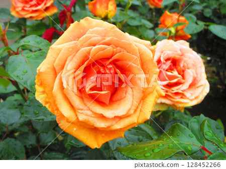 伊那町設立紀念公園玫瑰節(大朵橙色玫瑰) 伊那町設立紀念公園玫瑰節(大朵橙色玫瑰) 128452266