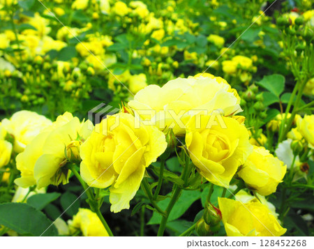 伊那町設立紀念公園玫瑰節（黃玫瑰盛開） 128452268