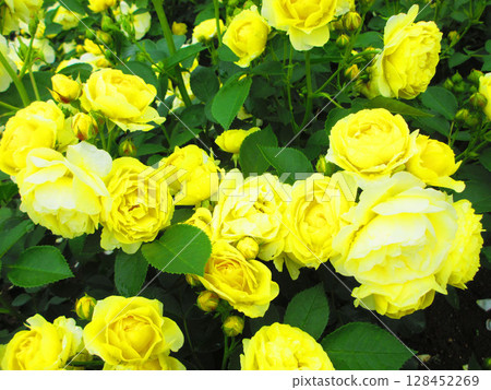 Rose Festival at Ina Town Establishment Memorial Park (yellow roses in full bloom) Rose Festival at Ina Town Establishment Memorial Park (yellow roses in full bloom) 128452269
