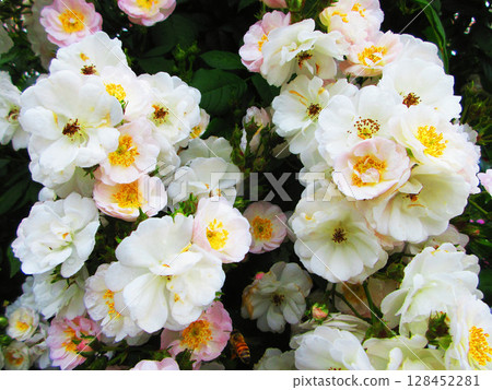 伊那町設立紀念公園玫瑰節(盛開的小白玫瑰) 伊那町設立紀念公園玫瑰節(盛開的小白玫瑰) 128452281