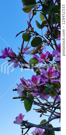 Blooming Hong Kong orchid tree with pink flowers. Branch with purplish pink orchid-like flowers and green leaves. 128452333
