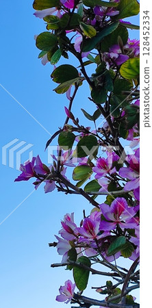 Blooming Hong Kong orchid tree with pink flowers. Branch with purplish pink orchid-like flowers and green leaves. 128452334