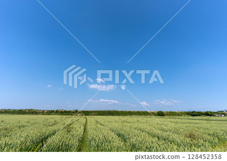 Scenery of rice paddy fields in late spring in Japan Scenery of rice paddy fields in late spring in Japan 128452358