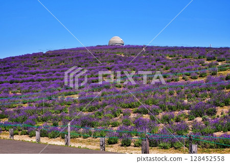薰衣草山風景 薰衣草山風景 128452558