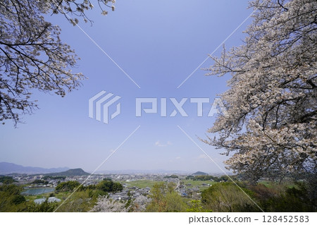 Cherry blossoms in full bloom and blue skies - Asuka Village, Amagashi Hill 128452583