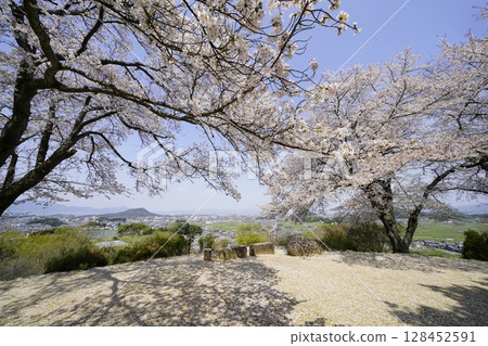 Cherry blossoms in full bloom and blue skies - Asuka Village, Amagashi Hill Cherry blossoms in full bloom and blue skies - Asuka Village, Amagashi Hill 128452591