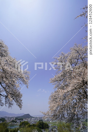 櫻花盛開，藍天白雲－明日香村、天河之丘 128452600