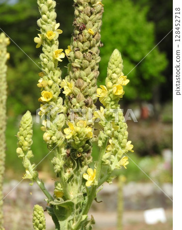 據說「毛蕊花」植物的葉子和花朵具有藥用價值。 128452718