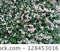 Cute clustered flower bed plants 128453016