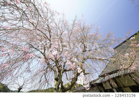 Weeping cherry blossoms in full bloom and blue skies at Sainenji Temple, Tenri Weeping cherry blossoms in full bloom and blue skies at Sainenji Temple, Tenri 128453156