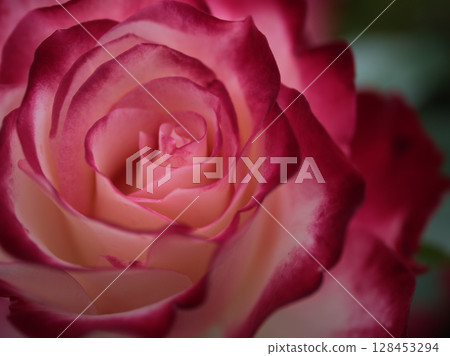 五月盛開的美麗紅玫瑰花“摩納哥王子禧年” 128453294