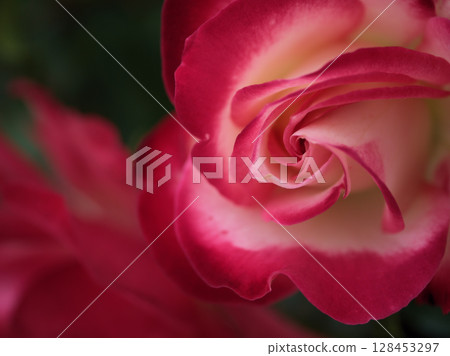 A beautiful red rose flower "Jubilee du Prince de Monaco" blooming in May A beautiful red rose flower "Jubilee du Prince de Monaco" blooming in May 128453297