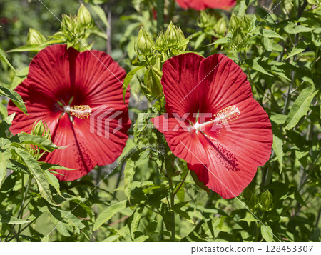 Vivid Titanobius Bright Red Flowers 128453307