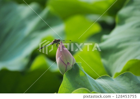 A white-tailed skimmer resting on a lotus bud 128453755