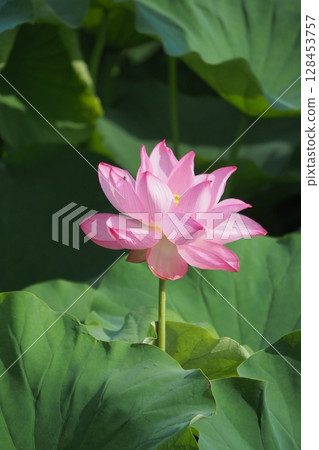 Lotus flower peeking through the leaves 128453757