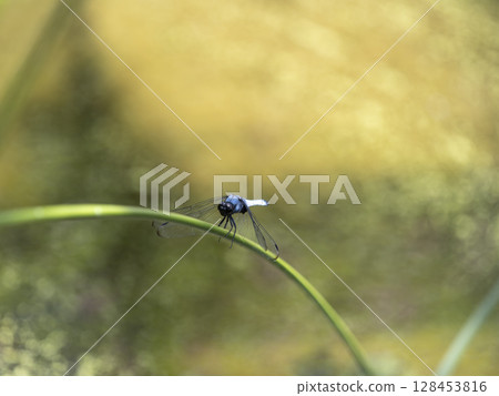 一隻白尾鷸緊緊抓住池塘裡的植物 128453816