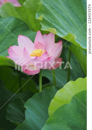 風景與蓮花 風景與蓮花 128453974