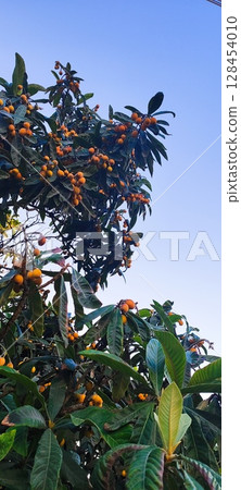 Loquat tree with ripe fruit against blue sky. Eriobotrya japonica  is a large evergreen tree grown for its orange fruit. 128454010