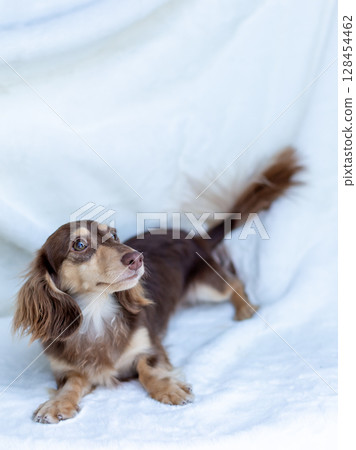 卡寧金臘腸犬成年犬巧克力黃色 128454462