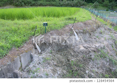 The bank of a rice field destroyed by wild boars The bank of a rice field destroyed by wild boars 128454564