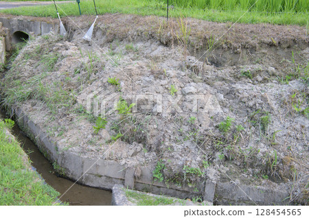The bank of a rice field destroyed by wild boars The bank of a rice field destroyed by wild boars 128454565