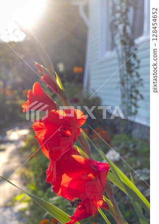 Red gladiolus flowers bloom against blue wall of country house Red gladiolus flowers bloom against blue wall of country house 128454652