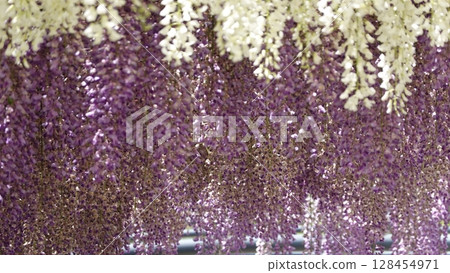 美麗的紫藤格子 128454971