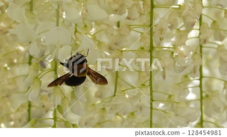 Beautiful wisteria trellis and carpenter bees 128454981