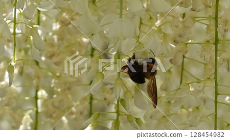 Beautiful wisteria trellis and carpenter bees Beautiful wisteria trellis and carpenter bees 128454982