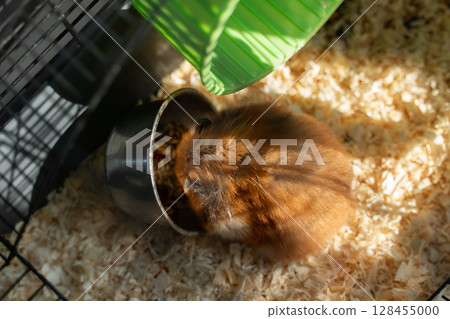 Hamster Cage Food: Ginger hamster eats from bowl inside wire cage at home during the day. 128455000