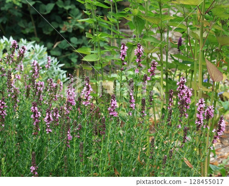 Herbal garden with pink Hyssopus officinalis or hyssop in front. 128455017