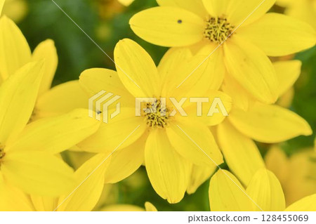 Coreopsis verticillata is a North American species of tickseed in the sunflower family. The common names are whorled tickseed, whorled coreopsis, thread-leaved tickseed, thread leaf coreopsis, and pot 128455069