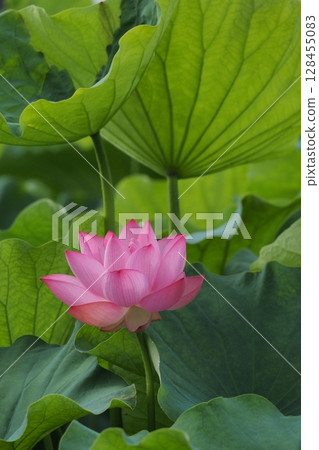 從葉子之間偷看的蓮花 128455083