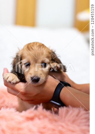 卡寧金臘腸幼犬,1個半月大 卡寧金臘腸幼犬,1個半月大 128455159