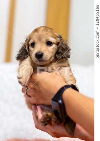 Kaninchen Dachshund puppy, 1 and a half months old Kaninchen Dachshund puppy, 1 and a half months old 128455168
