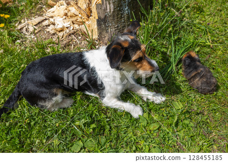 Dog playing with guinea pig in green grass. Dog playing with guinea pig in green grass. 128455185
