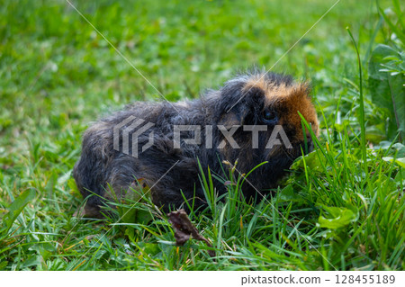guinea pig walks in the fresh air and eating green grass guinea pig walks in the fresh air and eating green grass 128455189