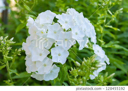 Border of white cosmos flower in cosmos field in garden with blurry background soft sunlight for horizontal floral poster. Close up flowers blooming on softness style in spring summer under sunrise. Border of white cosmos flower in cosmos field in garden with blurry background soft sunlight for horizontal floral poster. Close up flowers blooming on softness style in spring summer under sunrise. 128455192