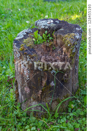 Moss-covered tree stump and rocks in a beech forest 128455193