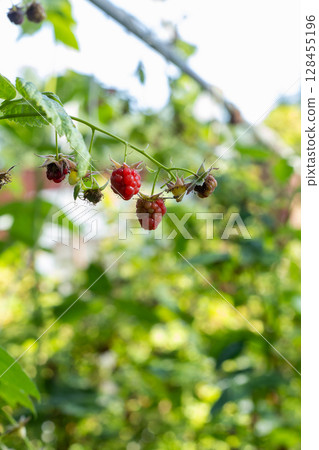 Ripe berries of red raspberries on a bush 128455196