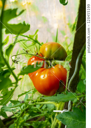 Cherry tomatoes growing in a greenhouse. 128455199