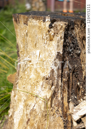 Natural bark texture of huge aged tree 128455211