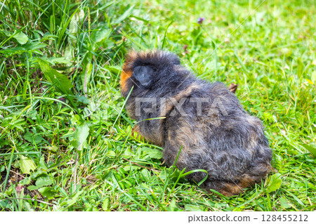 Guinea pig eating grass outside in the garden. Guinea pig Cavia porcellus 128455212