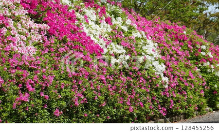 Beautiful azalea flowers Beautiful azalea flowers 128455256